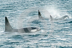 High angle shot of beautiful orca whales swimming in blue water