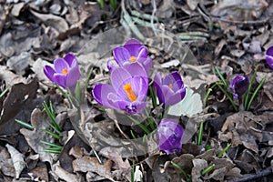 High angle shot of beautiful purple-petaled spring cocus surrounded by dry leaves