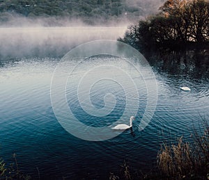 High angle shot of beautiful swans swimming on a lake captured on a foggy day