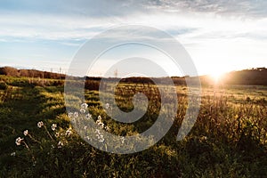 High angle shot of beautiful white flowers growing in the sunny field