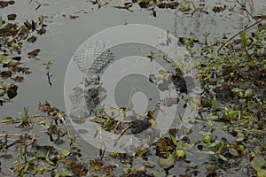 High angle shot of the big black alligator swimming in the lake with cruel eyes