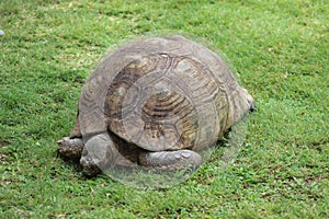 High-angle shot of a big old tortoise (Testudinidae) resting on the grass on a sunny day