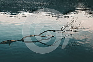 High angle shot of a broken tree trunk on the surface of a calm lake