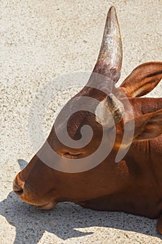 High angle shot of brown horned bull sleeping on a concrete surface