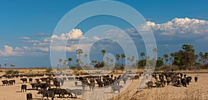 High-angle shot of a cape buffalo herd in the African savannas