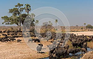 High-angle shot of a cape buffalo herd in the African savannas