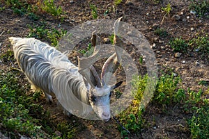 High angle shot of a Capra aegagrus hircus in the Valley of the Temples in Agrigento Sicily, Italy