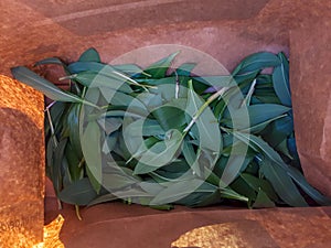 High angle shot of collected fresh wild garlic leaves in a paper bag