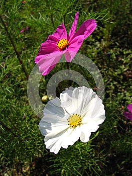 High angle shot of a colorful Common Cosmos flowers on a green garden background