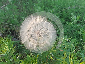 high angle shot of a common dandelion on a green grass background