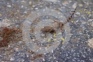 High angle shot of a common wall gecko walking on a stone covered with white and yel photo