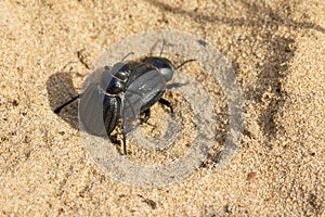 High angle shot of the copulation of beetles on the sand under the sunlight