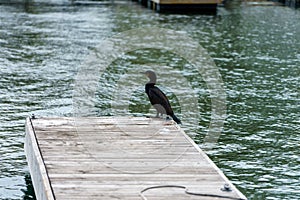 High angle shot of a cormorant bird perched on the wooden pier