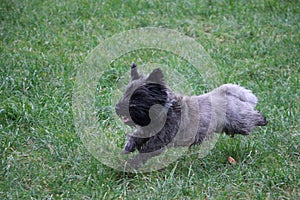 High angle shot of a cute Cairn Terrier dog running in the grass