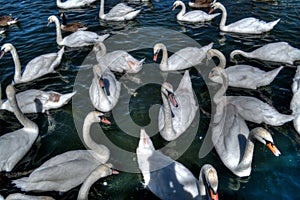 High angle shot of cute swans hanging out in the river in Windsor, UK