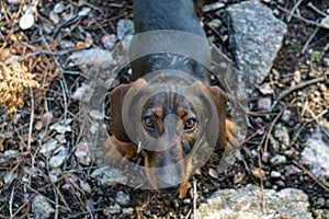 High-angle shot of a Dachsund, in the park, standing on rocky ground