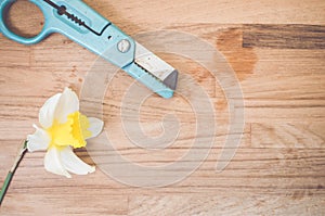 High angle shot of a daffodil and gardening scissors on a wooden surface - copy space