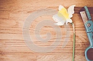 High angle shot of a daffodil and gardening scissors on a wooden surface - copy space