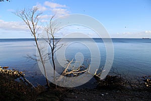 High angle shot of dry trees on the body of the water at Trelde Naes, Denmark photo