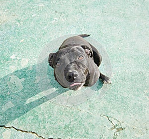 High angle shot of an endearing black American Pitbull Terrier sitting on the concrete floor