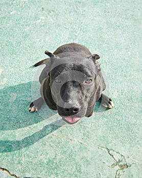 High angle shot of an endearing black American Pitbull Terrier sitting on the concrete floor