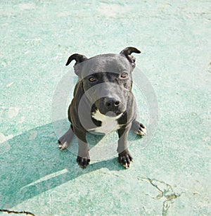 High angle shot of an endearing black American Pitbull Terrier sitting on the concrete floor