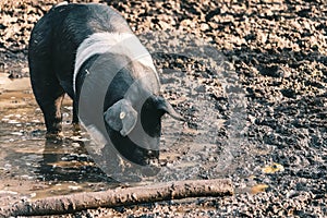 High angle shot of a farm pig with a visible ear tag foraging for food on a muddy ground  near a log