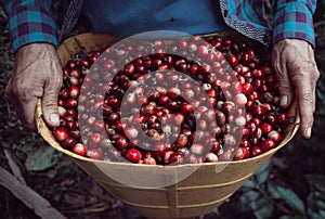 High angle shot of female hands and cherry red coffee beans in the basket