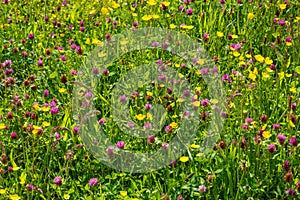 High angle shot of a field of small yellow Creeping Buttercup and purple Clover flowers