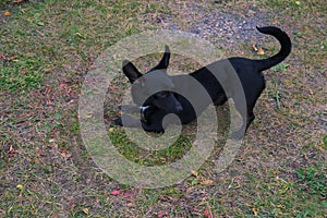 High angle shot of a Formosan mountain dog stretching on the ground