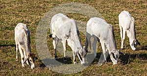 High angle shot of four goats grazing in the pasture