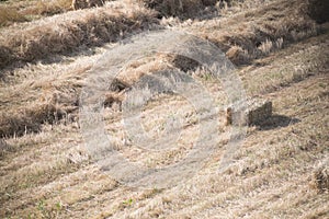 High angle shot of a hayfield under the sunlight