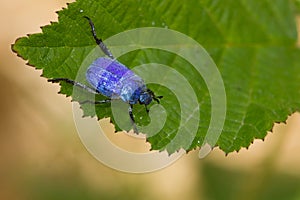 High angle shot of a Hoplia coerulea, blue metalized beetle on the leaf