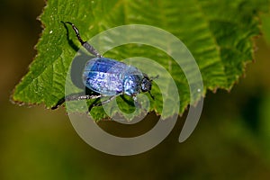 High angle shot of a Hoplia coerulea, blue metalized beetle on the leaf