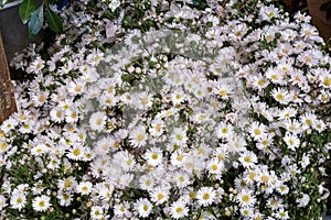 High angle shot of hundreds of beautiful white daisy flowers captured in a garden