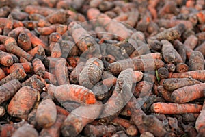 High angle shot of hundreds of muddy raw carrots piled up on each other photo