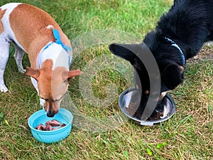 High angle shot of a Jack Russell and German Shepherd eating their meal while standing on the grass