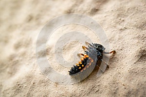 High angle shot of a ladybird larvae on a sandy ground