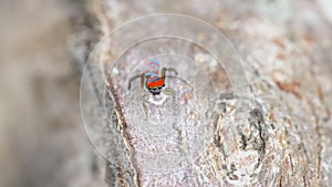 high angle shot of a male maratus splendens on a log