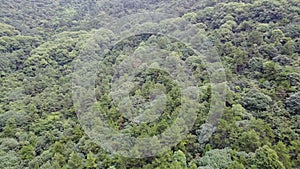 High angle shot of outdoor forest