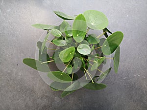 High angle shot of Peperomia plant on a grey surface