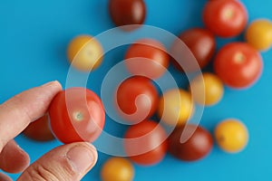 High angle shot of a person holding a cherry tomato over a pile of tomatoes on a blue surface