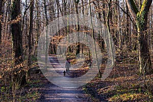 High angle shot of a person together with the dog walking on a forest road in Maksimir Park