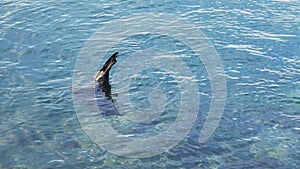 High angle shot of a sea lion swimming at isla lobos in the galapagos islands