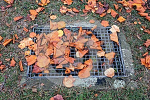 High angle shot of a sewer grate covered with autumnal leaves in a park