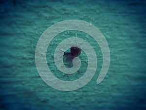 High angle shot of a small snail on a wet surface