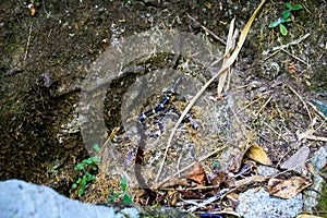 High angle shot of a snake on the rocks