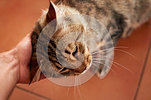 High angle shot of someone fondling an adorable domestic short-haired cat indoors