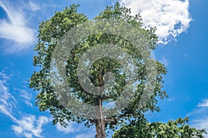 High angle shot of a tree with lush leaves against a blue sky with clouds