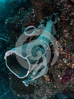 High angle shot Tube Coral, Raja Ampat, Indonesia